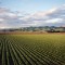 Crop sharing or cash rate land rental agreements - which is right for your operation?