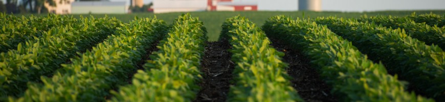 WESTERN ONTARIO: Below Average Soybean Yields Expected
