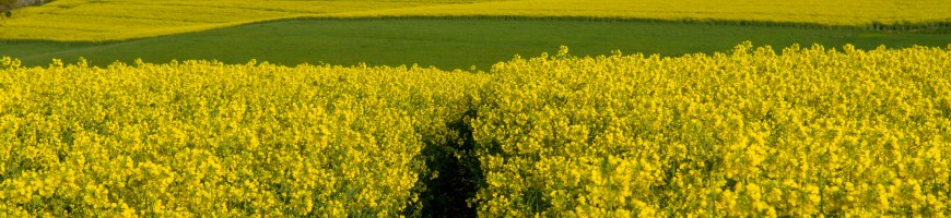 2023 Outlook for Canadian biofuels - opportunities and risks ahead