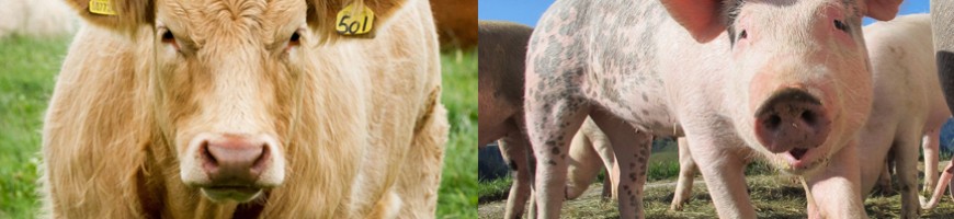 2023 Cattle and hog outlook update: Markets show two different price trajectories