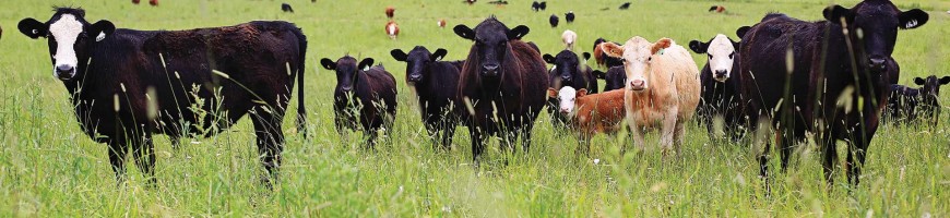 CCA Applauds Expansion of Beef Access to China