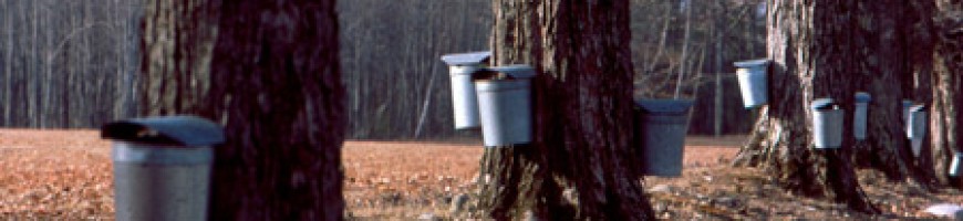 WESTERN ONTARIO - Early March cold snap saved maple syrup season