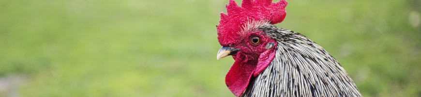 WESTERN ONTARIO: Farmer says artisanal chicken program is a good side business