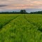 2023 upward trends in farmland values suggest a resilient market