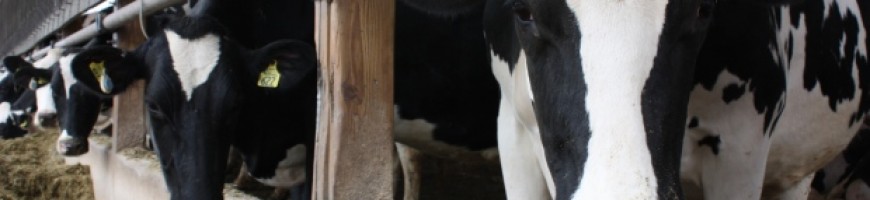 Supply management still works, says Ontario dairy farmer